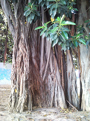 Valencia: árbol en plaza Mirto.