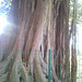 Valencia: árbol en plaza Mirto.