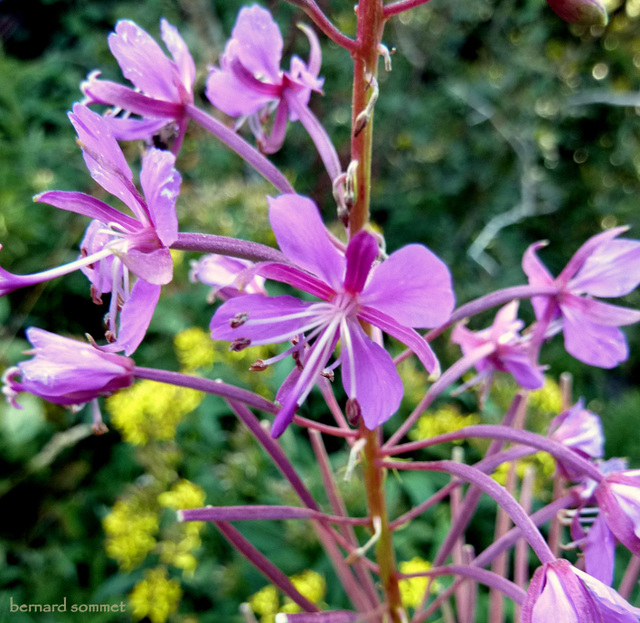 Flore du Vercors : épilobe en épi