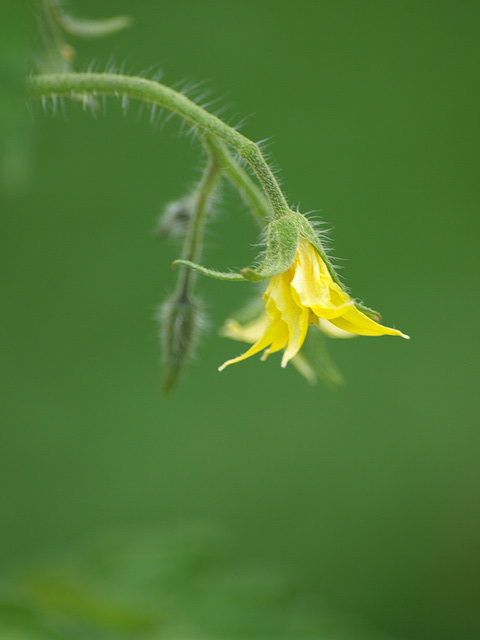 tomato blossom