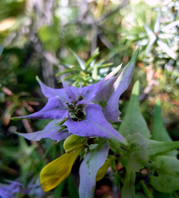 Flore du Vercors : mélampyre des champs