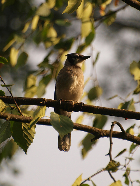 touched by golden light