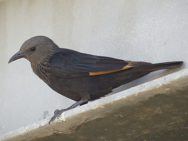 Studies of Tristram's Starling (6) - 20 May 2014