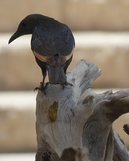 Studies of Tristram's Starling (11) - 20 May 2014