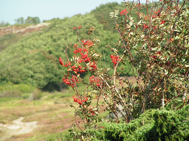 Bornholm