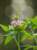 Pink Beebalm