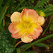 And another daylily...