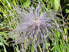 Alpen-Anemone