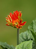 red gerber daisy