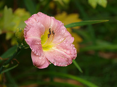 forgotten daylily