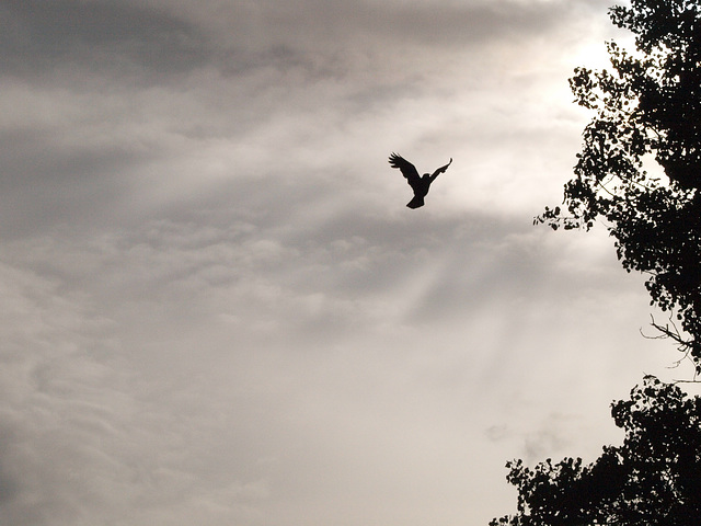 dawn brings the crow