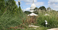 85.Flora.GrowingInspirations1.USBG.WDC.31August2009