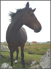 Cheval fougueux