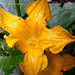 fleur de courgette