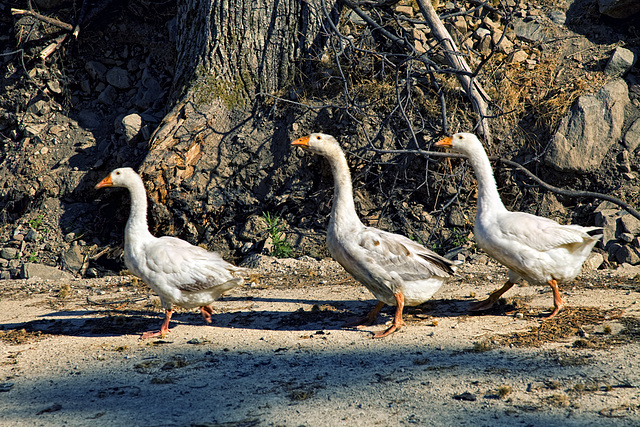 single file - Gänsemarsch