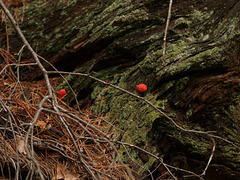 red fungus