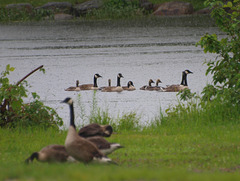 Summer Crowds