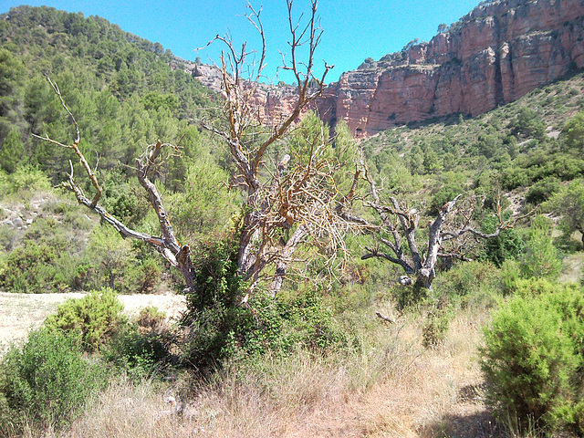 Montes de Tuéjar (Valencia)