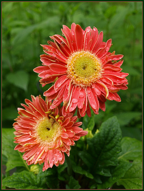 Gerber Daisies