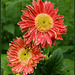 Gerber Daisies