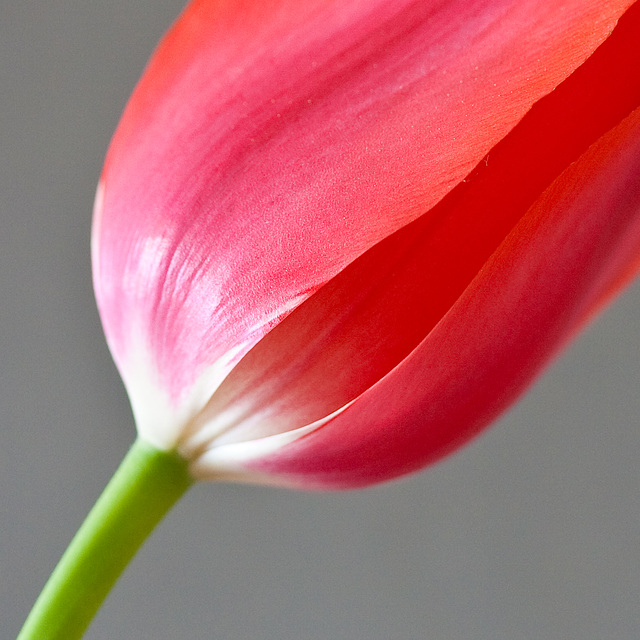 Tulpe