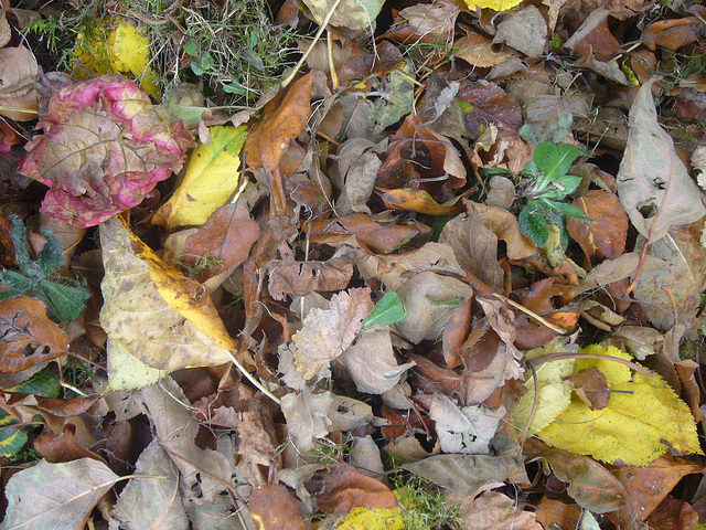 buntes Herbstlaub