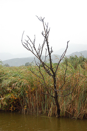 arbo en akvo - Baum im Wasser