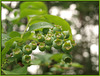 blueberry bokeh