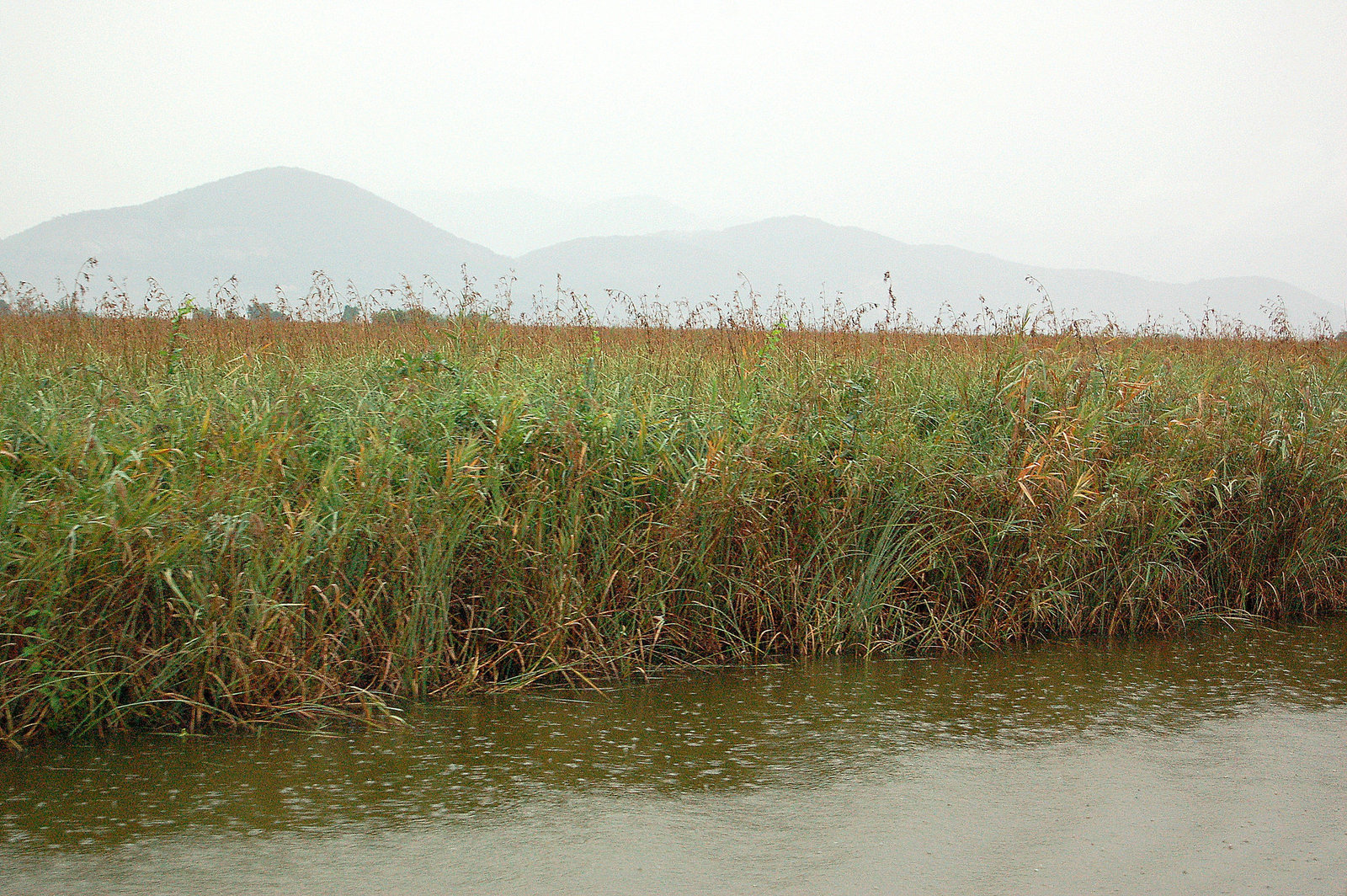 lago Puccini - See Puccini