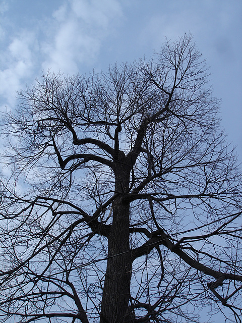 Arbre majestueux / Majestic tree