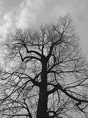 Arbre majestueux  /  Majestic tree -  Dans ma ville -  In my hometown.  18 mars 2009 -  N & B.