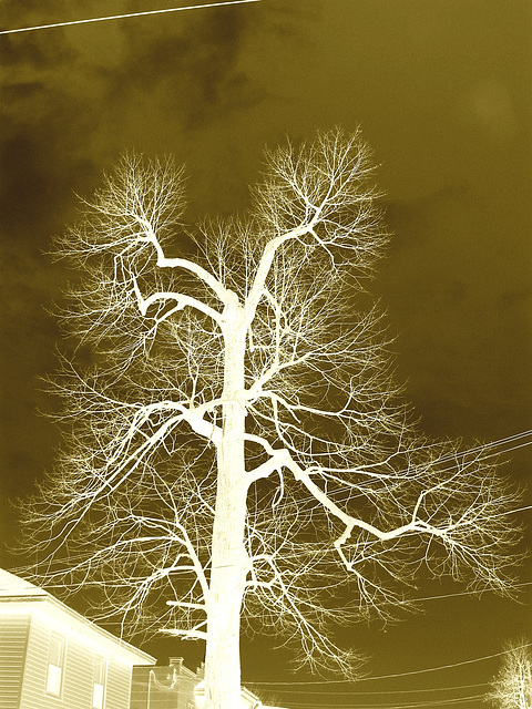 Arbre majestueux  /  Majestic tree -  Dans ma ville -  In my hometown.  18 mars 2009  -  Négatif sepiatisé