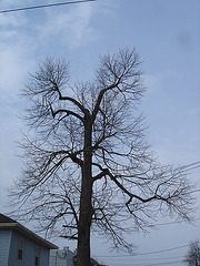 Arbre majestueux  /  Majestic tree -  Dans ma ville -  In my hometown.  18 mars 2009 -  Version électrique