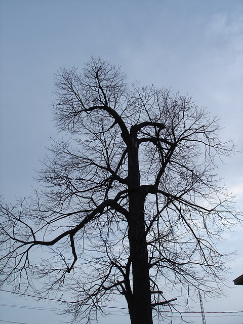 Arbre majestueux  /  Majestic tree -  Dans ma ville -  In my hometown.  18 mars 2009  -  Version électrique