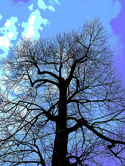 Arbre majestueux  /  Majestic tree -  Dans ma ville -  In my hometown.  18 mars 2009 -  Version postérisée