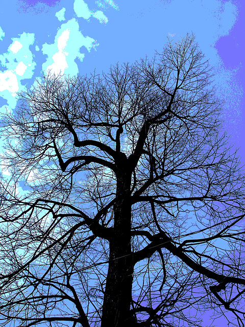 Arbre majestueux  /  Majestic tree -  Dans ma ville -  In my hometown.  18 mars 2009 -  Version postérisée