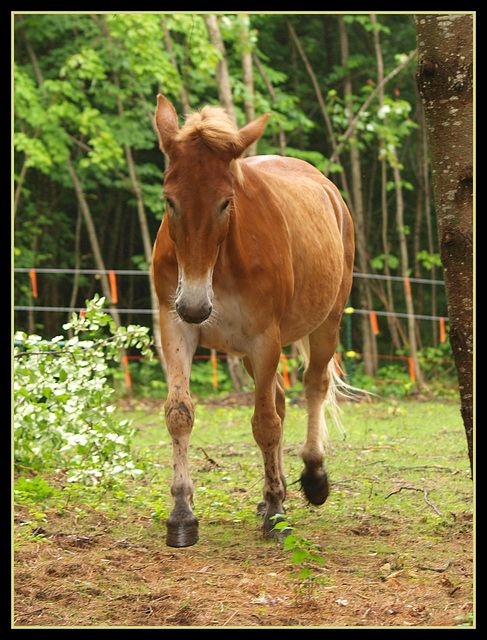 thundering hoofbeats