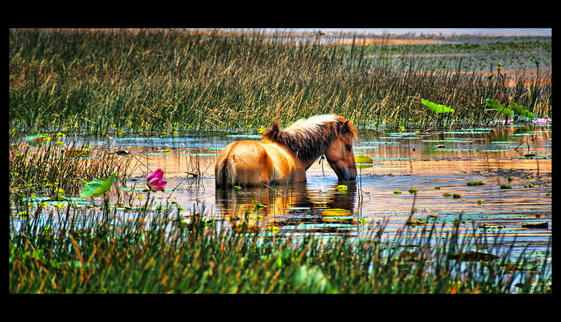 the magic lotos horse