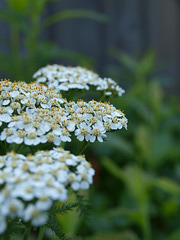 Yarrow