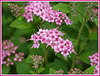 Spirea