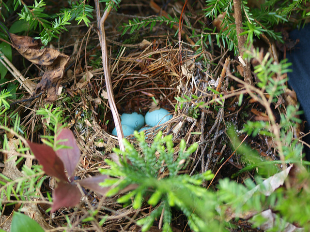 In the underbrush