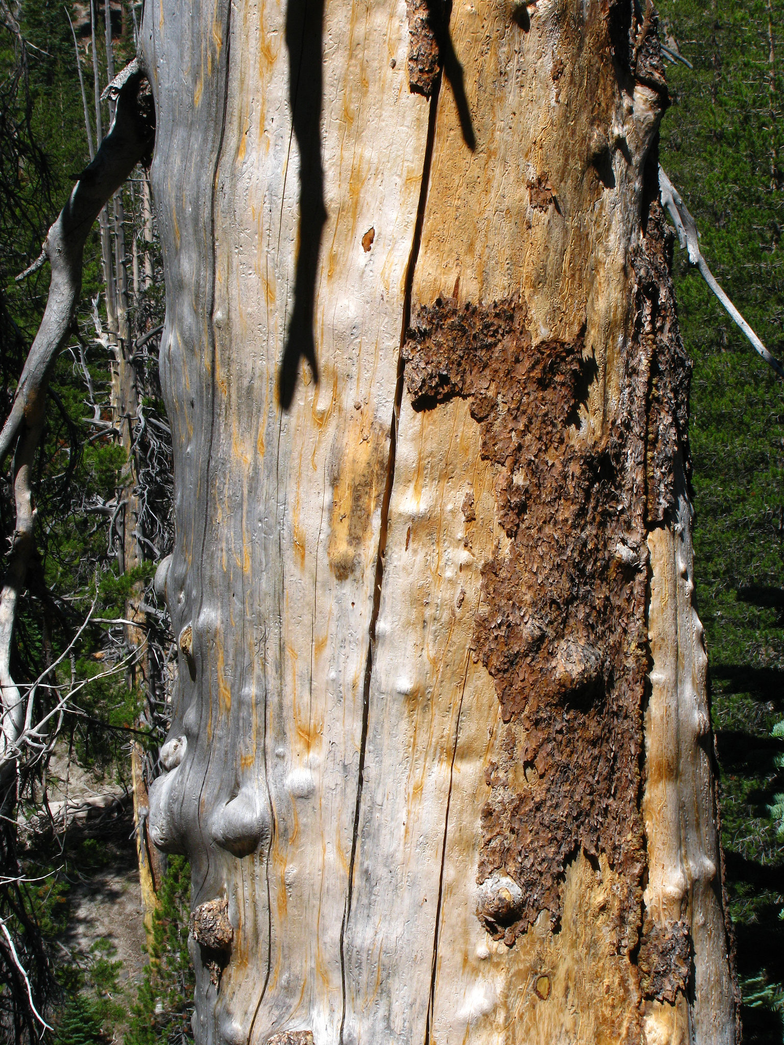 Devils's Postpile National Monument (0500)