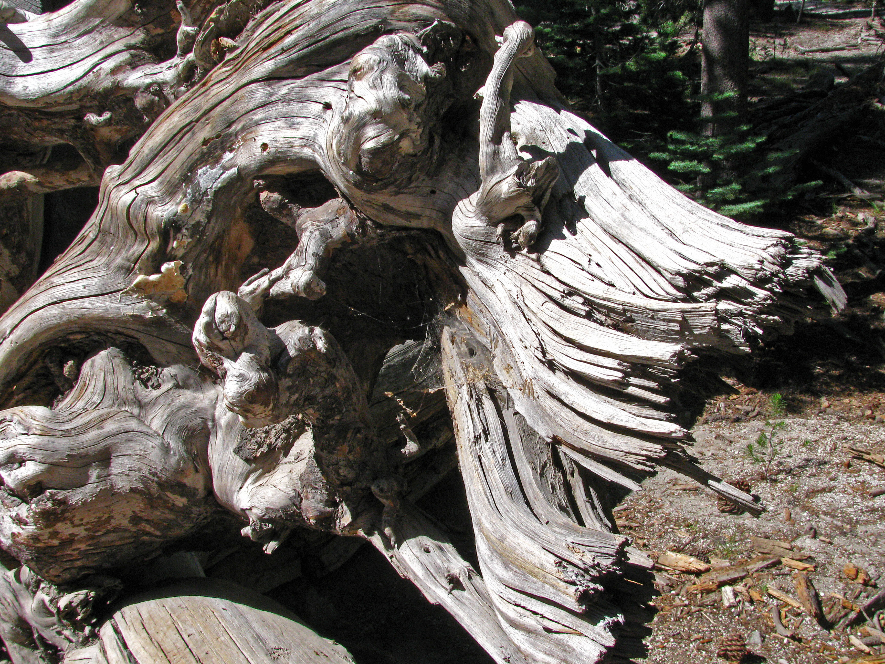 Devils's Postpile National Monument (0516)