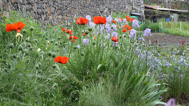 Pavots orientaux rouges et iris bleus