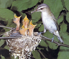 Vireo yeux rouges en famille au Québec