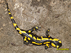 Feuersalamander