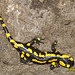 Feuersalamander