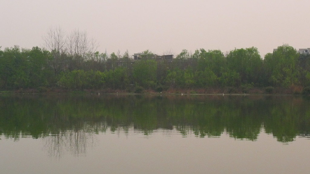 Sunset park lake sounded by hundreds of herons