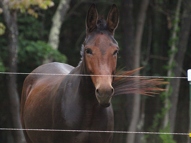 behind the fence