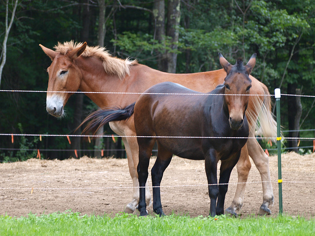 big mule, little mule